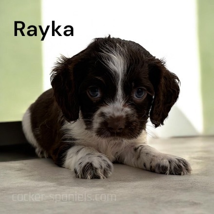 puppy, for, sale, Cocker Spaniel, Joe & Cherri  Overlease, dog, breeder, Miller, MO, dog-breeder, puppy-for-sale, forsale, nearby, find, puppyfind, locator, puppylocator, aca